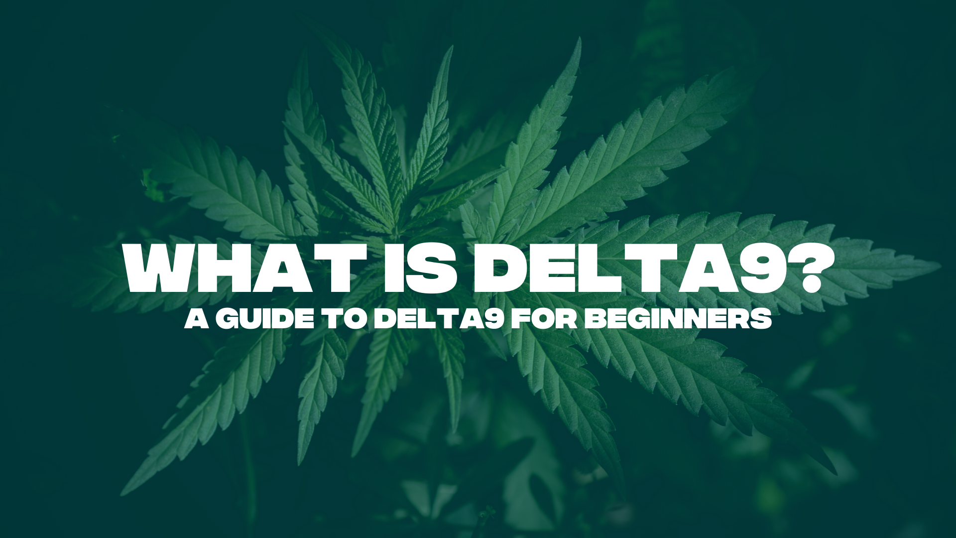 What is Delta-9? A Guide to Delta-9 for Beginners