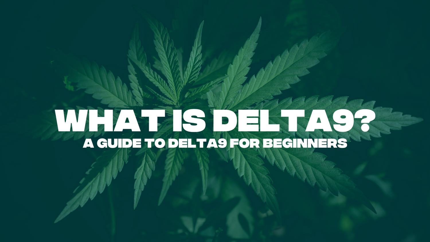 What is Delta-9? A Guide to Delta-9 for Beginners